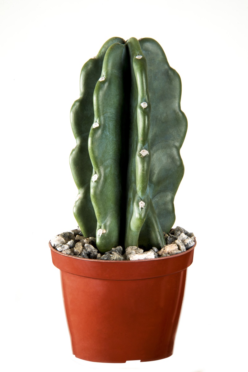  Cactus Mandacaru