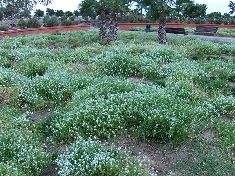 Ventajas de las Cubiertas Vegetales