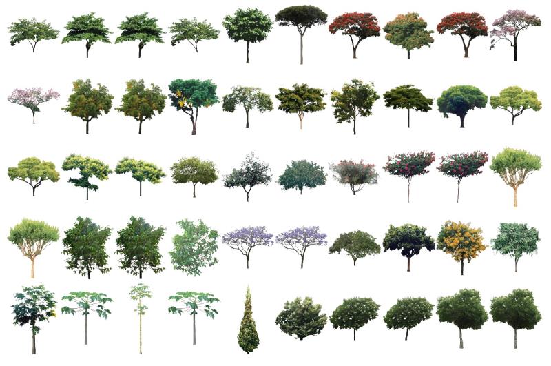 Mapas simétricos de árboles para descargar - julio de 2021