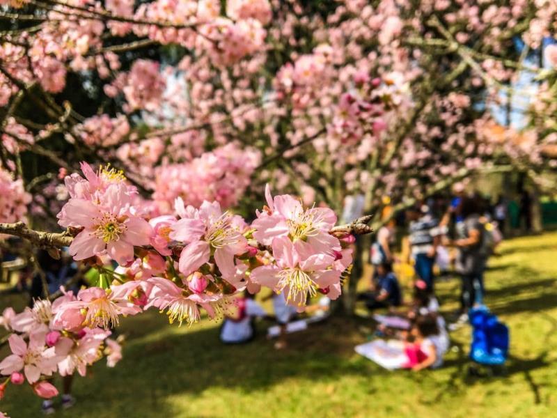 Temporada de floración de la flor de cerezo